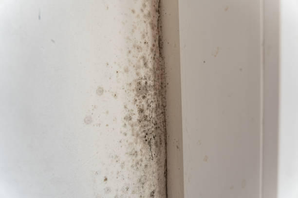 Best Mold-Related Health Consultation  in Shiner, TX